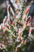 CALLISTEMON PALLIDUS