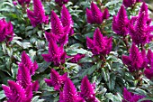 CELOSIA CARACAS DEEP PURPLE