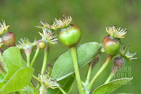 CONTARINIA_PYRIVORA