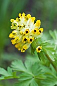 CORYDALIS NOBLIS