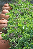 CRAMBE MARITIMA