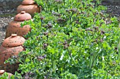 CRAMBE MARITIMA