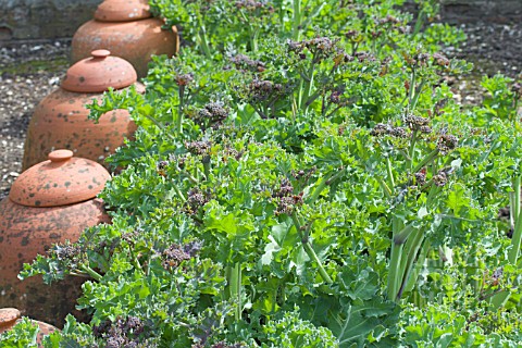 CRAMBE_MARITIMA