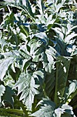 CYNARA CARDUNCULUS SCOLYMUS GROUP