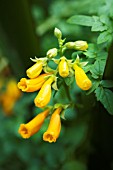 ECCREMOCARPUS SCABER ORANGE-FLOWERED