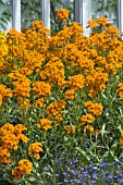 ERYSIMUM APRICOT TWIST