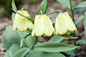 FRITILLARIA PALIDIFLORA