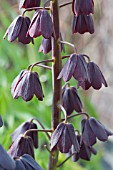 FRITILLARIA PERSICA