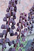 FRITILLARIA PERSICA