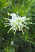 GREVILLEA ROSEMARINIFOLIA ALBA