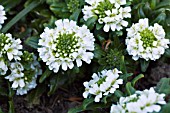 IBERIS SEMPERVIVENS SNOW CUSHION