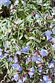 POLEMONIUM STAIRWAY TO HEAVEN