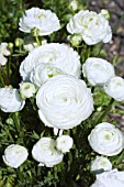 RANUNCULUS BLOOMINGDALE HYBRID WHITE