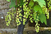 RIBES RUBRUM VERSAILLES BLANCHE