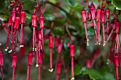 RIBES SPECIOSUM