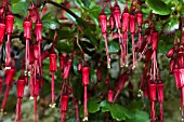 RIBES SPECIOSUM