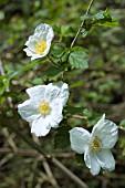 RUBUS BENENDEN