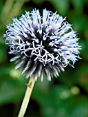 ECHINOPS RITRO (DAY 5)