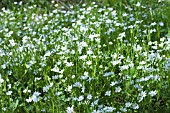 STELLARIA HOLOSTEA