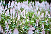 TIARELLA CORDIFOLIA SKYROCKET