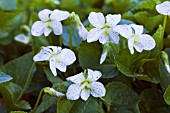 VIOLA SORORIA FRECKLES