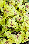 X HEUCHERELLA SPOTLIGHT