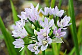 ALLIUM UNIFLORUM