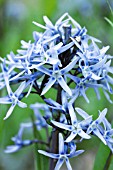 AMSONIA ILLUSTRIS