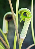 ARISAEMA RINGENS