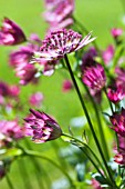 ASTRANTIA ROMA