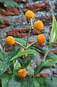 BUDDLEJA GLOBOSA