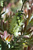 CALLISTEMON PALIDUS