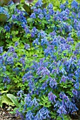 CORYDALIS FLEXUOSA