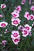 DIANTHUS ALPINUS