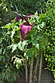 DRACUNCULUS VULGARIS