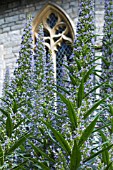 ECHIUM PININANA, TENDER BIENNIAL, OUTDOORS,  SUSSEX, MAY