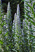 ECHIUM PININANA