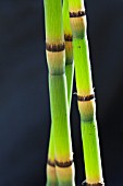 EQUISETUM HYEMALE AFFINE