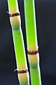 EQUISETUM HYEMALE AFFINE