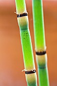 EQUISETUM HYEMALE AFFINE