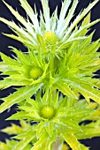 ERYNGIUM ZABELII NEPTUNES GOLD