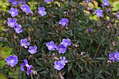 GERANIUM HOCUS POCUS