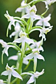 HABENARIA VIRESCENS