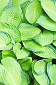 HOSTA INNISWOOD
