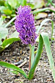 MUSCARI COMOSUM PLUMOSUM