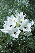 ORNITHOGALUM ARABICUM