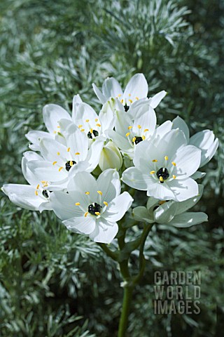 ORNITHOGALUM_ARABICUM