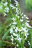 ORNITHOGALUM MAGNUM