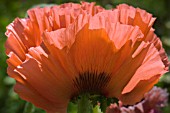 PAPAVER ORIENTALIS HELEN ELIZABETH