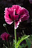 PAPAVER ORIENTALIS PATTYS PLUM